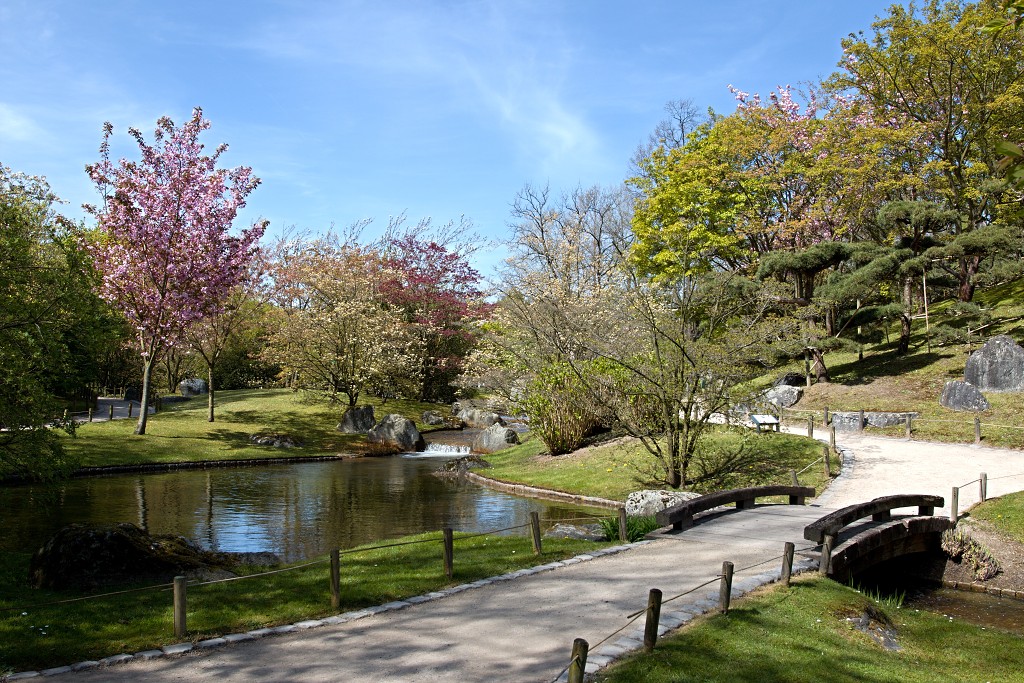 japanse tuin belgie hasselt koivissen gele Iris ensata koi Cyprinus carpio lente bloesem kersenbloesem voorjaar